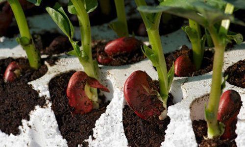 Los polímeros, imprescindibles en el mundo agrícola 7 Poliestiereno-Agricultura