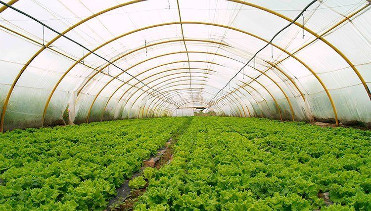 Qué termoplástico elegir para la construcción de un invernadero 4 Invernadero