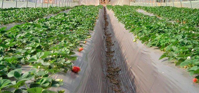 Qué termoplástico elegir para la construcción de un invernadero 5 Plastico-Suelo