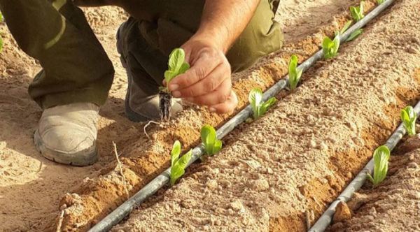 La irrigación 8 La Irrigación