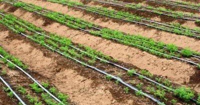 Riego gota a gota Riego Gota A Gota