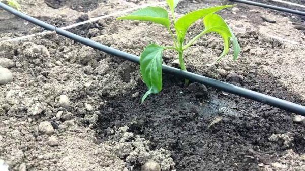 Riego gota a gota Riego Gota A Gota