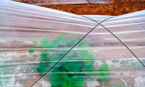 Portada Plasticos Agriculltura 1